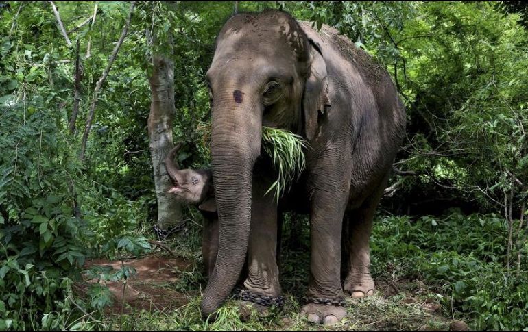 Aproximadamente, en Bangladés hay 536 mil rohinyás que huyen de la violencia de Birmania. AP/ARCHIVO