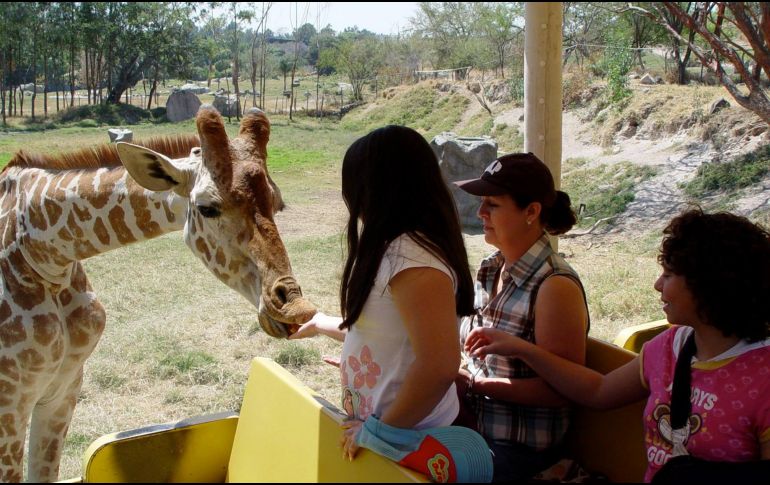 La encargada de difusión del Zoológico, indica que en el 'Safari Masai Mara' las jirafas pueden comer de la mano de los visitantes. FACEBOOK/ZOOLÓGICO GUADALAJARA