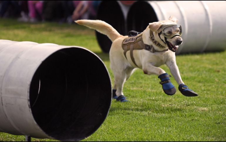 “Frida” durante su exhibición en la sede de la Secretaría de Marina en la Ciudad de México. AFP/P. Pardo