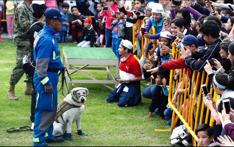 La labrador encanta al público que toma foto de cada “gracia” que hace. SUN/L. Cortés