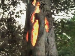 Ardiendo. Al buscar vías de escape, un ciudadano encontró un árbol hueco que se quemaba por dentro. AP