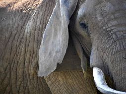 Las autoridades dicen que el nuevo campamento se construyó en una zona forestal que antes era frecuentada por manadas de elefantes. AFP/L. Venance