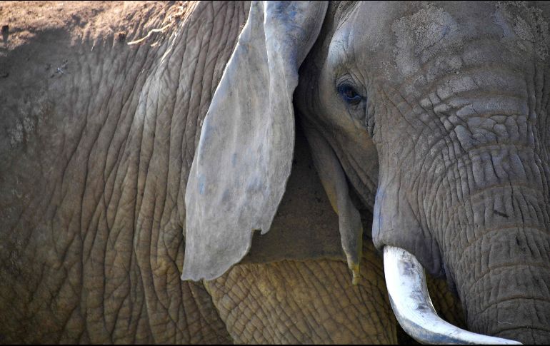 Las autoridades dicen que el nuevo campamento se construyó en una zona forestal que antes era frecuentada por manadas de elefantes. AFP/L. Venance