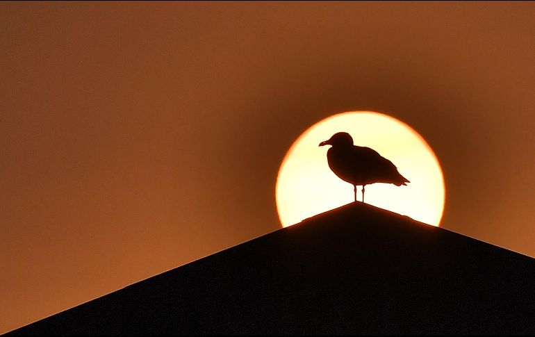 Una gaviota se ve frente al Sol en Quiberon, Francia. AFP/L. Venance