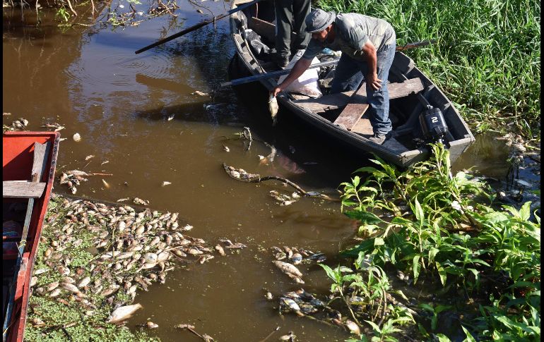 Un pescador toma un ejemplar muerto. AFP/N. Duarte