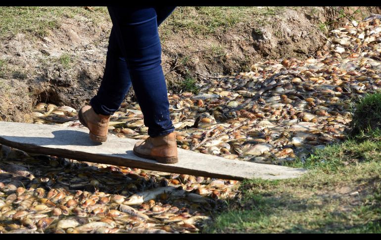 Se realizaron mediciones de los parámetros básicos del estado del agua como el nivel de potencial de hidrógeno y temperatura. AFP/N. Duarte
