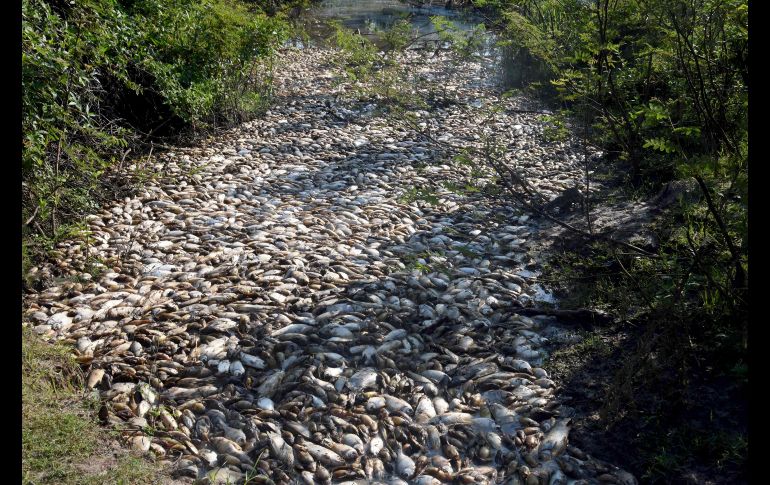 En la zona operan fábricas de curtientes, de alimentos para mascotas, así como explotaciones avícolas. AFP/N. Duarte