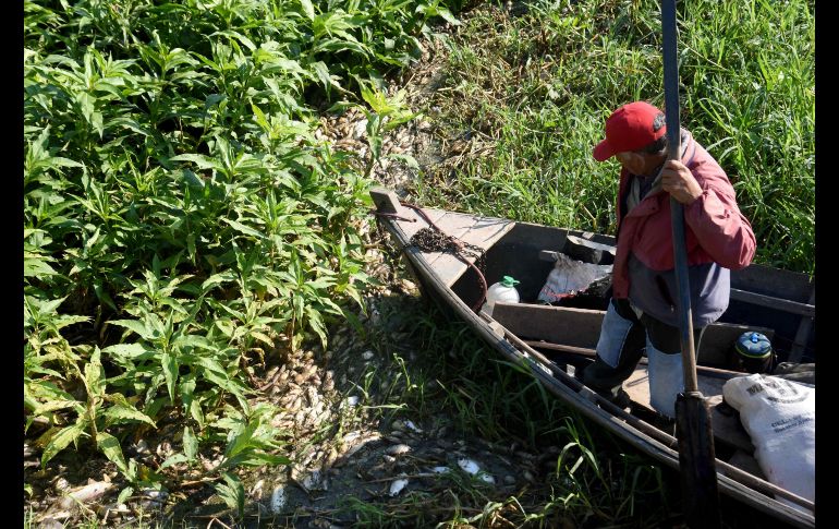 Un pescador navega en medio de los peces que flotan. La Secretaría del Ambiente estima la cifra de peces podría alcanzar los cinco mil, todos de porte medio y correspondientes a especies de ese río, como el surubí. EFE/A. Cristaldo