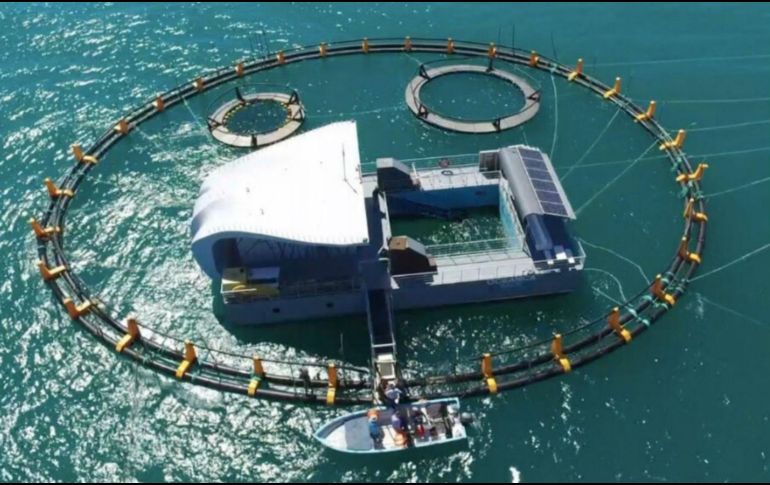 El acuario tiene áreas desde las cuales los biólogos y veterinarios puedan observar a las ejemplares.. TWITTER / @SEMARNAT_mx