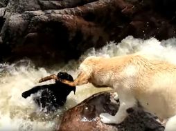 Son comunes las historias donde los perros ayudan a quien, por alguna circunstancia, lo necesita. YOUTUBE / TOP VIDEOS