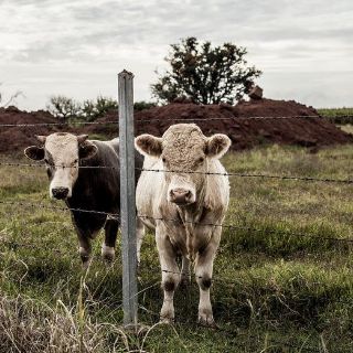 Revelan que César Duarte robó vacas a ganaderos