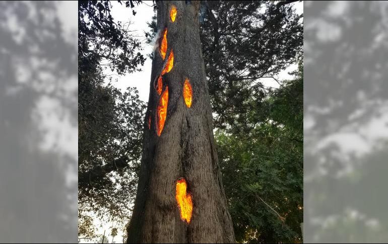 “Definitivamente no había visto nada como esto antes”, dijo Matthew. FACEBOOK/Matty Mcdermott