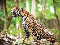 El objetivo de esta fecha es hacer que el mundo tome conciencia de la importancia del cuidado y la protección del medio ambiente. NTX / ARCHIVO