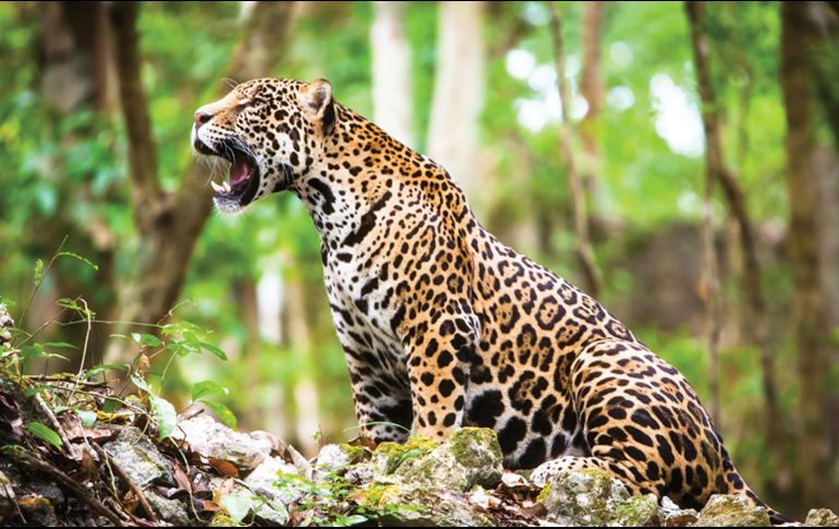 El objetivo de esta fecha es hacer que el mundo tome conciencia de la importancia del cuidado y la protección del medio ambiente. NTX / ARCHIVO