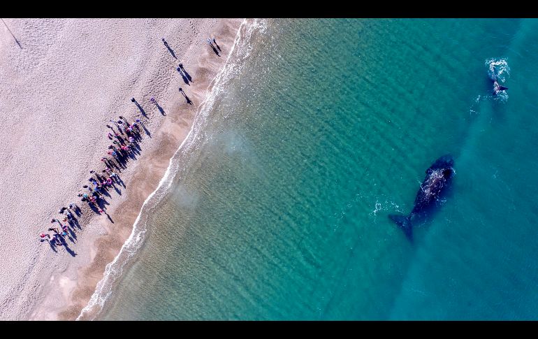 La provincia de Chubut aprobó en 2008 una ley que regular el avistamiento. AP/M. Jonas