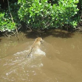 Avistan jaguar adulto en reserva natural de Nayarit