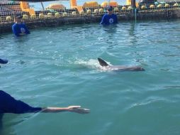 Antes de regresar a la vaquita se tomaron varias muestras de tejido para ser analizadas por científicos. TWITTER/@SEMARNAT_mx