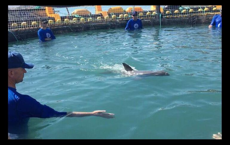 Antes de regresar a la vaquita se tomaron varias muestras de tejido para ser analizadas por científicos. TWITTER/@SEMARNAT_mx