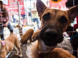 En el lugar, ubicado en el kilómetro 30 de la carretera federal a Cuernavaca, también se recibe donaciones de alimento para canes. EL INFORMADOR / ARCHIVO