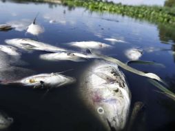 Estos peces son una amenaza a la biodiversidad porque desplazan, parasitan o depredan las especies nativas y actividades humanas relacionadas con el medio acuático. EL INFORMADOR/ARCHIVO