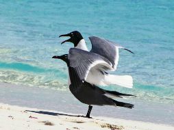 Belleza. ¡Estar ahí...! EL INFORMADOR / P. Somellera