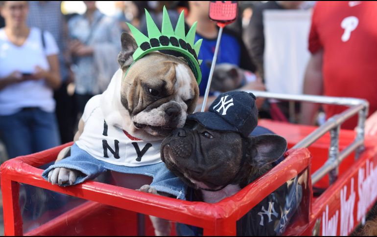 Dueños aprovechan el 27 Annual Tompkins Square Hallo para disfrazar a sus mascotas. AFP/T. Clary