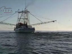 La tortuga marina es una especie protegida y su captura, transformación, comercio y traslado, está sancionado.YOUTUBE/PROFEPA