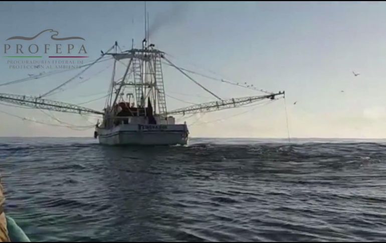 La tortuga marina es una especie protegida y su captura, transformación, comercio y traslado, está sancionado.YOUTUBE/PROFEPA