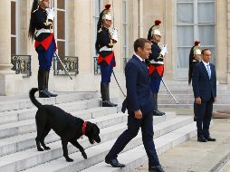 Macron y su esposa Brigitte adoptaron a “Nemo” en agosto pasado. AP/ARCHIVO
