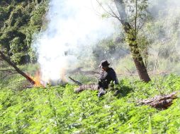 En estos lugares se recabaron muestras representativas, que fueron puestas a disposición del Ministerio Público de la Federación. EL INFORMADOR / ARCHIVO