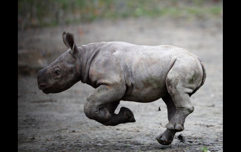 Un rinoceronte negro de oriente recién nacido corre en su recinto del zoológico en Dvur Kralove, República Checa. La especie está en peligro de extinción. AP/P. Josek