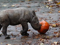 El rinoceronte nació el 2 de octubre en el Zoológico Dvur Kralove, que tiene la mayor cantidad de animales en Europa. AP / P. D. Josek