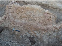 Los huesos de un dinosaurio alvarezsáurido fueron hallados en Uzbekistán por Alexander Averianov. Twitter / @PLOSONE