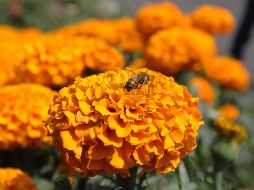 El cempasúchil es una planta económicamente importante por su abundancia en carotenos, los cuales se usan en la industria de alimentos animales para dar color al huevo y la carne de pollo. NTX / ARCHIVO