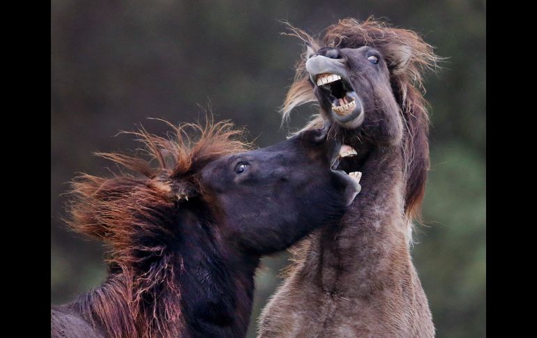 Caballos islandeses juegan en su potrero en Wehrheim, Alemania. AP/M. Probst