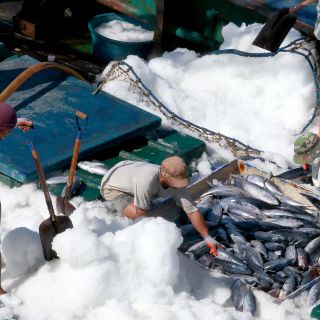 La OMC da revés en caso del atún; México dice que apelará