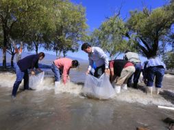 La resiembra incluye 310 mil crías de tilapia y 100 mil carpas. ESPECIAL / Seder