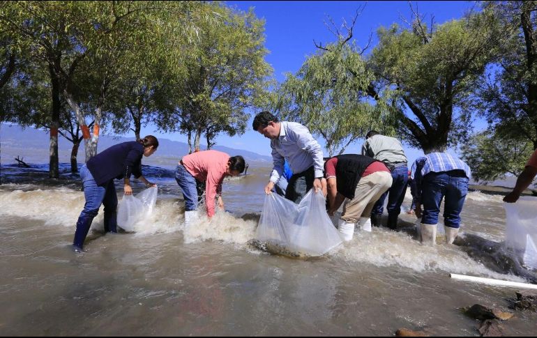La resiembra incluye 310 mil crías de tilapia y 100 mil carpas. ESPECIAL / Seder