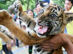 El ejemplar de tigre de bengala (Panthera tigris tigris), de aproximadamente tres meses de edad, se encuentra en buenas condiciones físicas aparentes. NTX / ARCHIVO