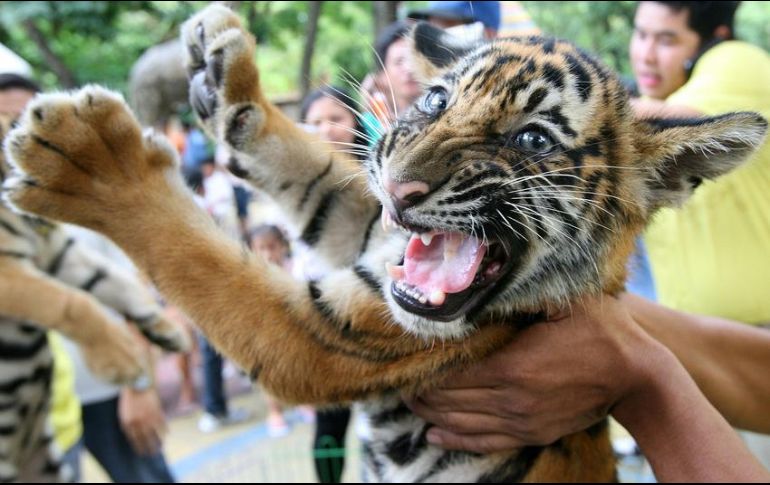 El ejemplar de tigre de bengala (Panthera tigris tigris), de aproximadamente tres meses de edad, se encuentra en buenas condiciones físicas aparentes. NTX / ARCHIVO