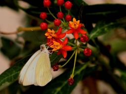 Crean maestría para fabricar medicamentos con plantas