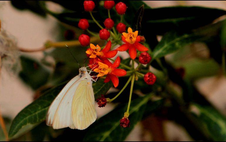 Crean maestría para fabricar medicamentos con plantas