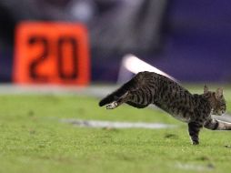 La entrada del felino entretuvo a Romo, que confesó estar aburrido durante el encuentro entre Ravens y Dolphins. AFP/P. Smith