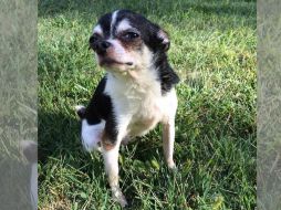 Rumpelstiltskin se vio obligado a comer el cuerpo de su dueño para sobrevivir. Facebook / Dogspotting