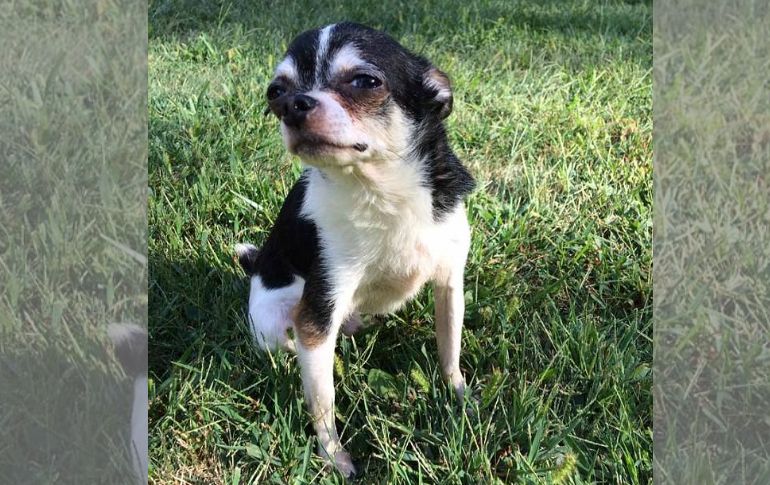 Rumpelstiltskin se vio obligado a comer el cuerpo de su dueño para sobrevivir. Facebook / Dogspotting