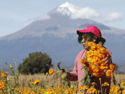 El hermoso campo de cempasúchiles, y el volcán de Popocatépetl en la parte de atrás. NTX/ARCHIVO
