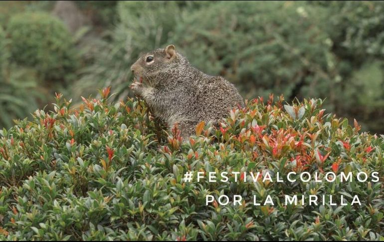 La cita es este 5 de noviembre de 10:00 a 19:00 horas, en el área Eucaliptos del Bosque Colomos. FACEBOOK / La Mirilla