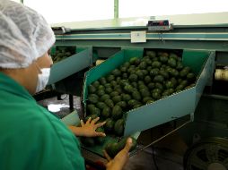 De las exportaciones mexicana de este sector a Estados Unidos destacan el tomate y aguacate. EL INFORMADOR/ ARCHIVO