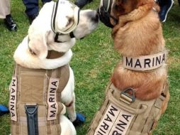 Los usuarios de Twitter no dudan al decir que esta es una de las fotos más tiernas que han visto. TWITTER