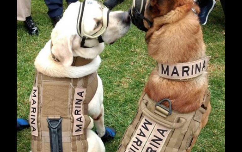 Los usuarios de Twitter no dudan al decir que esta es una de las fotos más tiernas que han visto. TWITTER